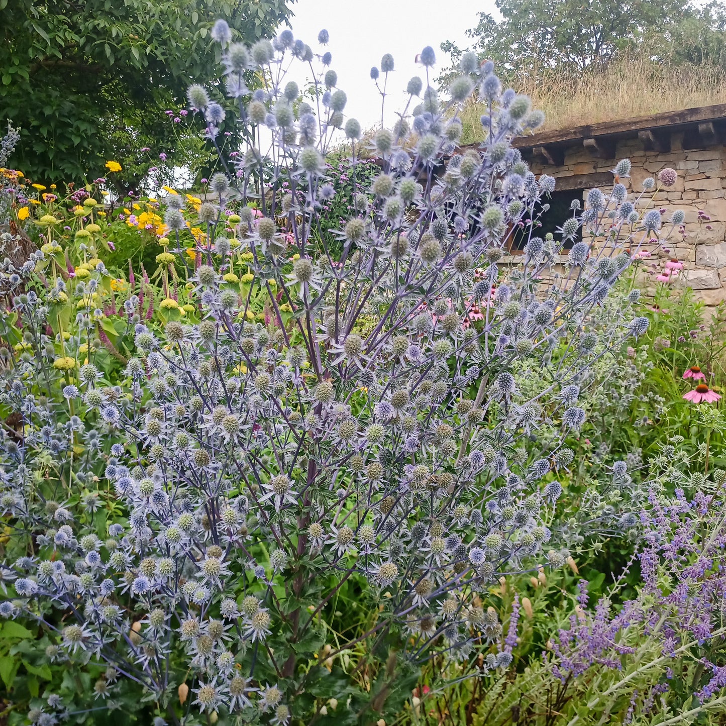 Eryngium planum