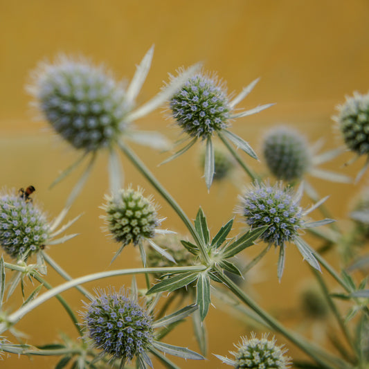 Eryngium planum