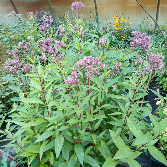 Eupatorium maculatum Atropurpureum