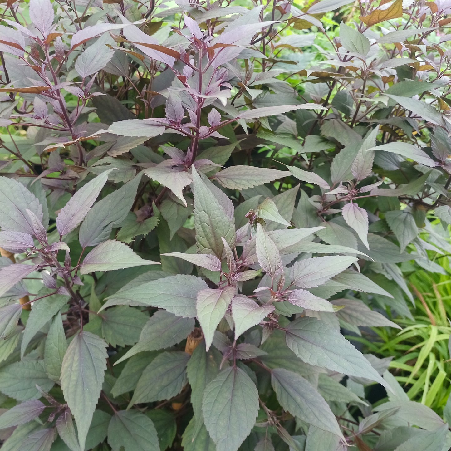 Eupatorium rugosum Chocolate