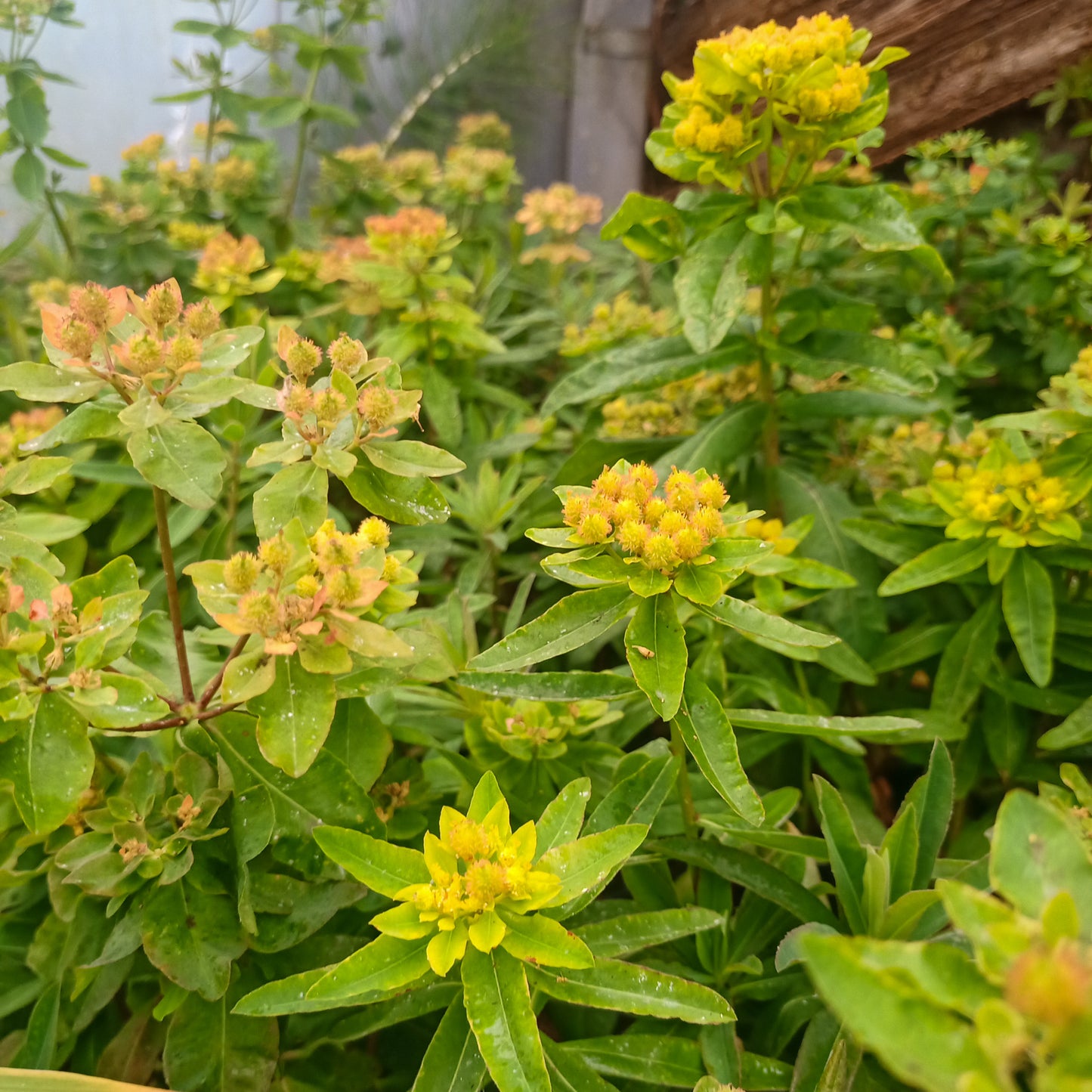 Euphorbia polychroma