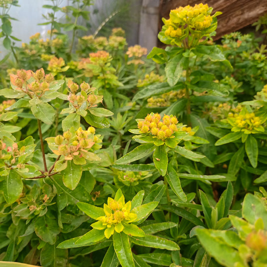 Euphorbia polychroma
