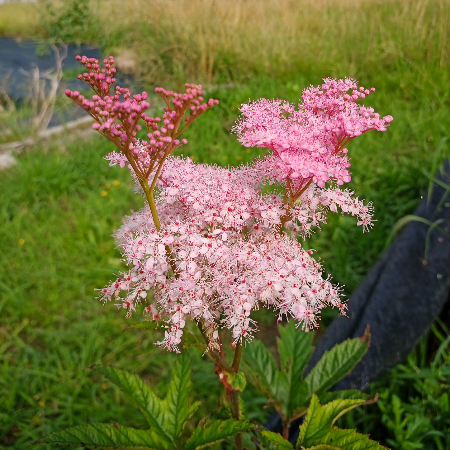 Filipendula rubra Venusta Magnifica