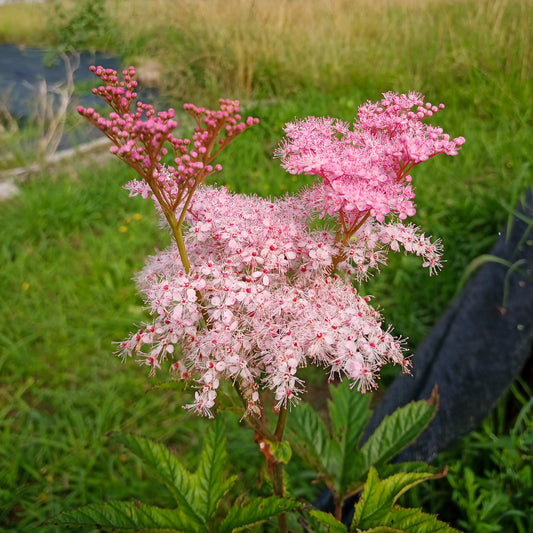 Filipendula rubra Venusta Magnifica