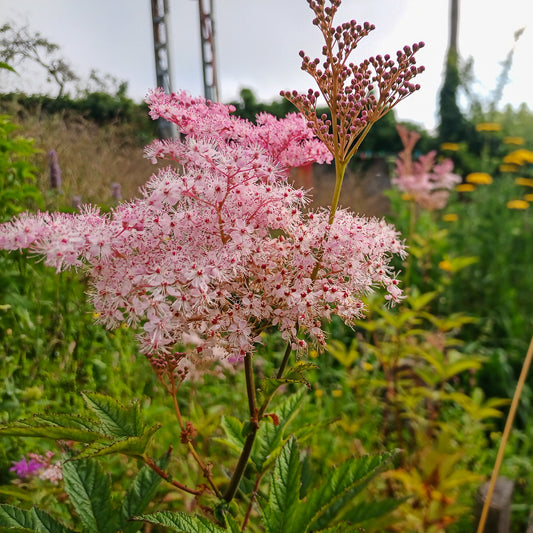 Filipendula purpurea Elegans