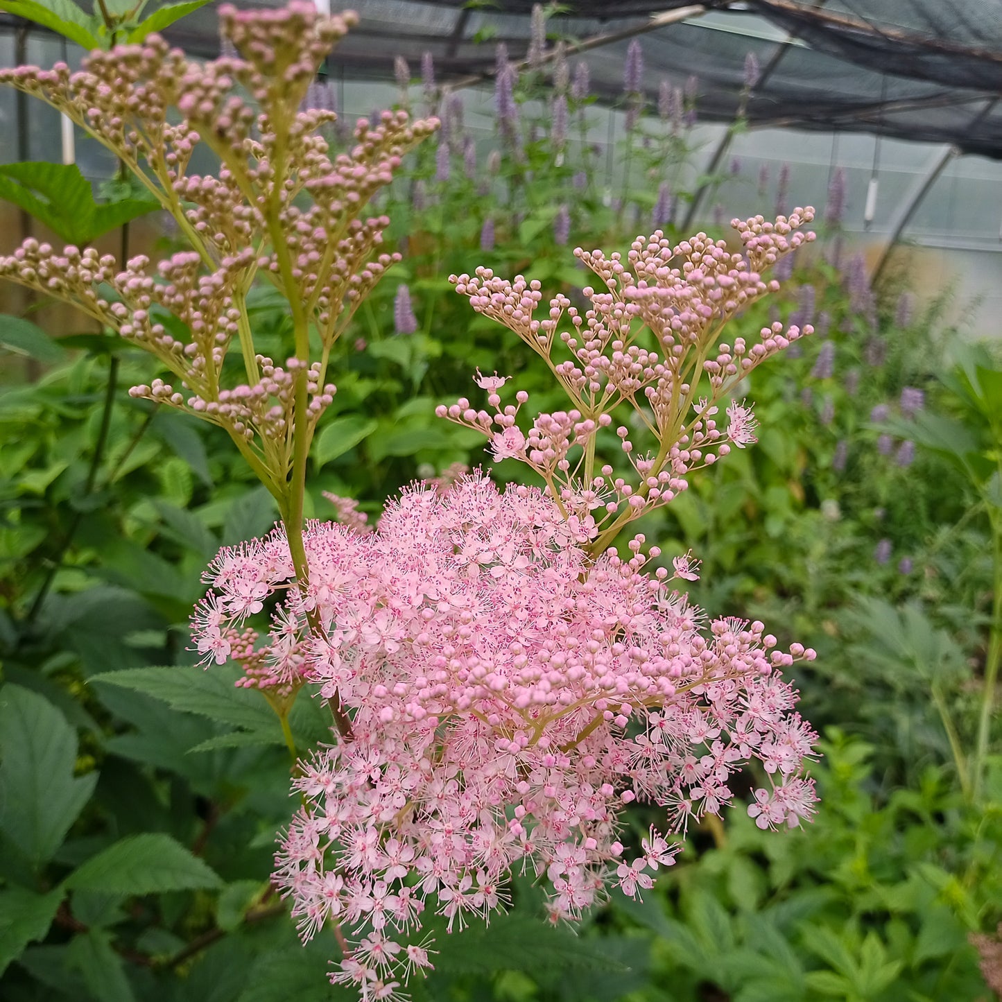 Filipendula rubra Venusta Magnifica
