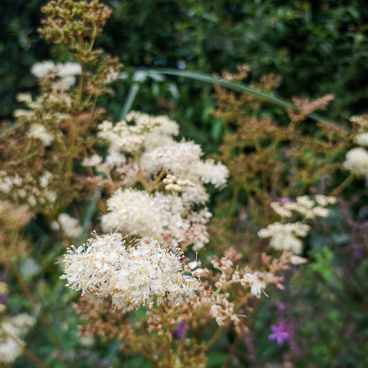 Filipendula ulmaria