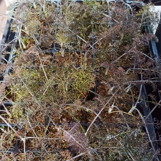Foeniculum vulgare purpureum