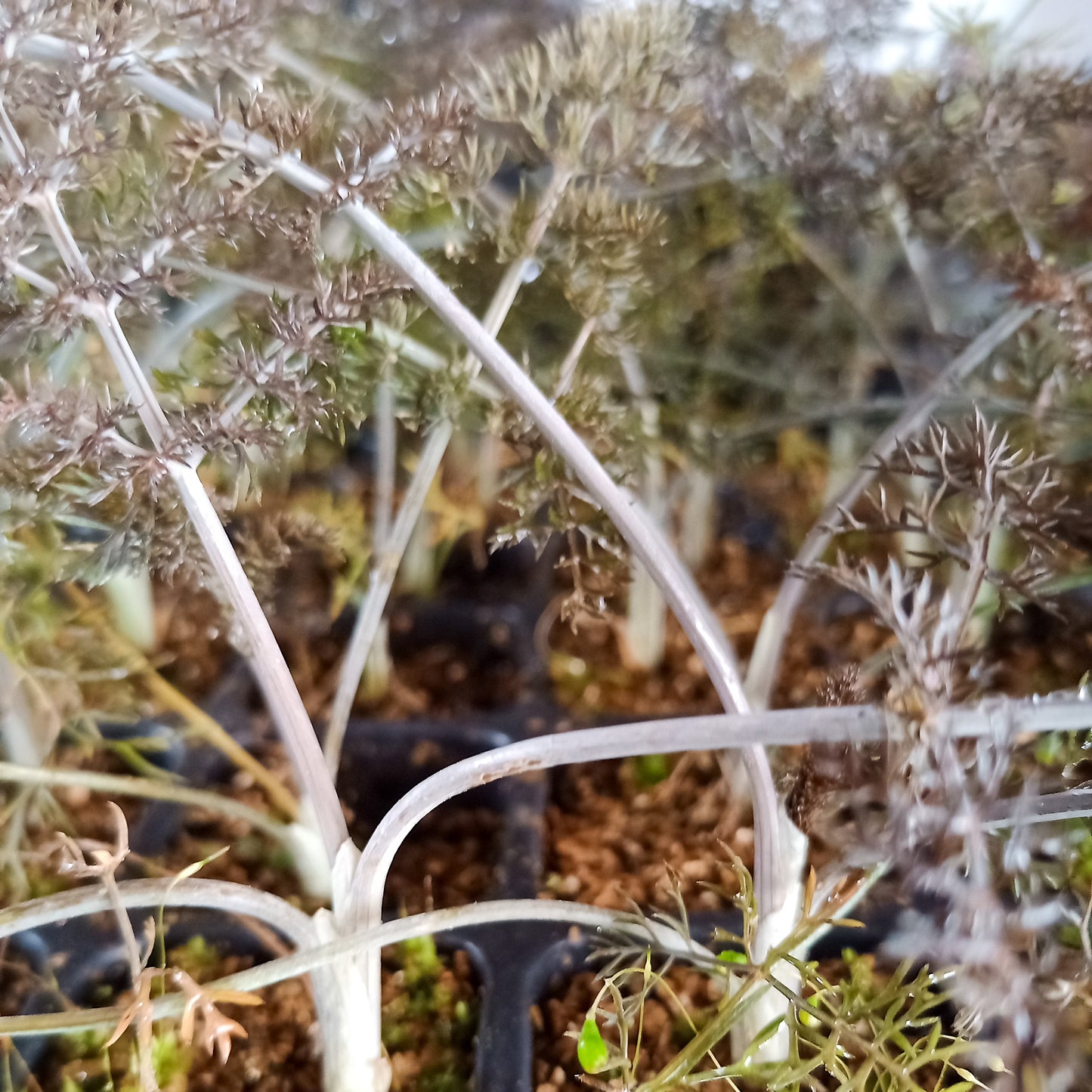 Foeniculum vulgare purpureum