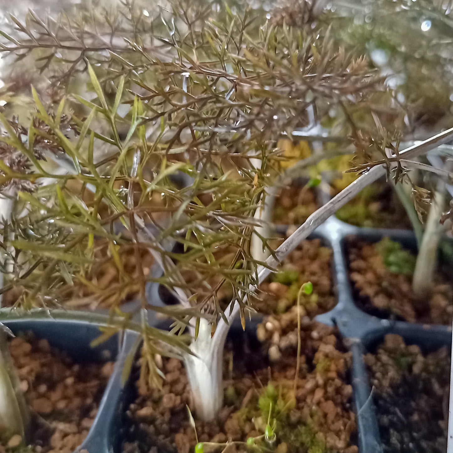 Foeniculum vulgare purpureum