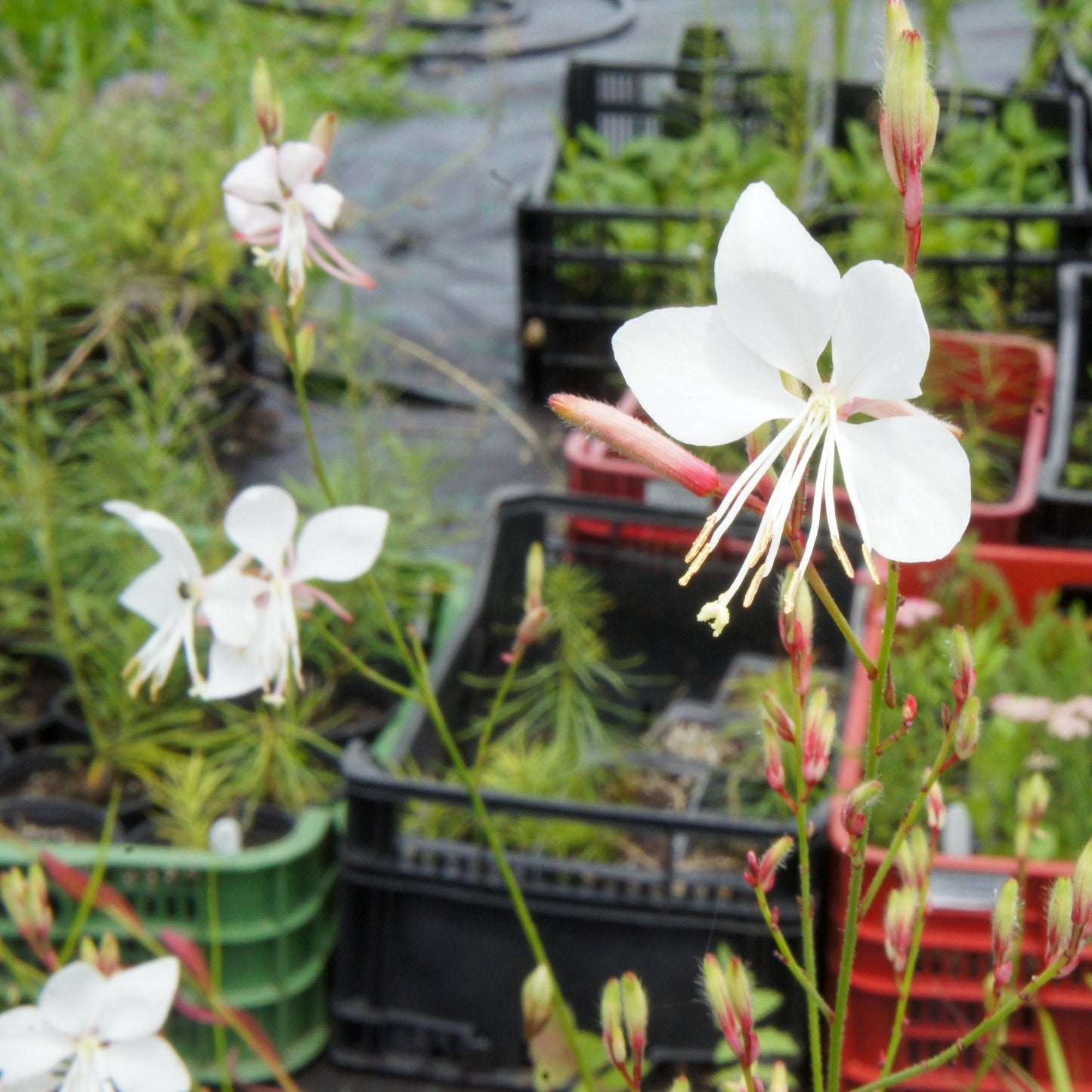 Gaura lindheimeri Whirling Butterflies