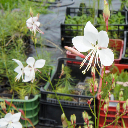 Gaura lindheimeri Whirling Butterflies