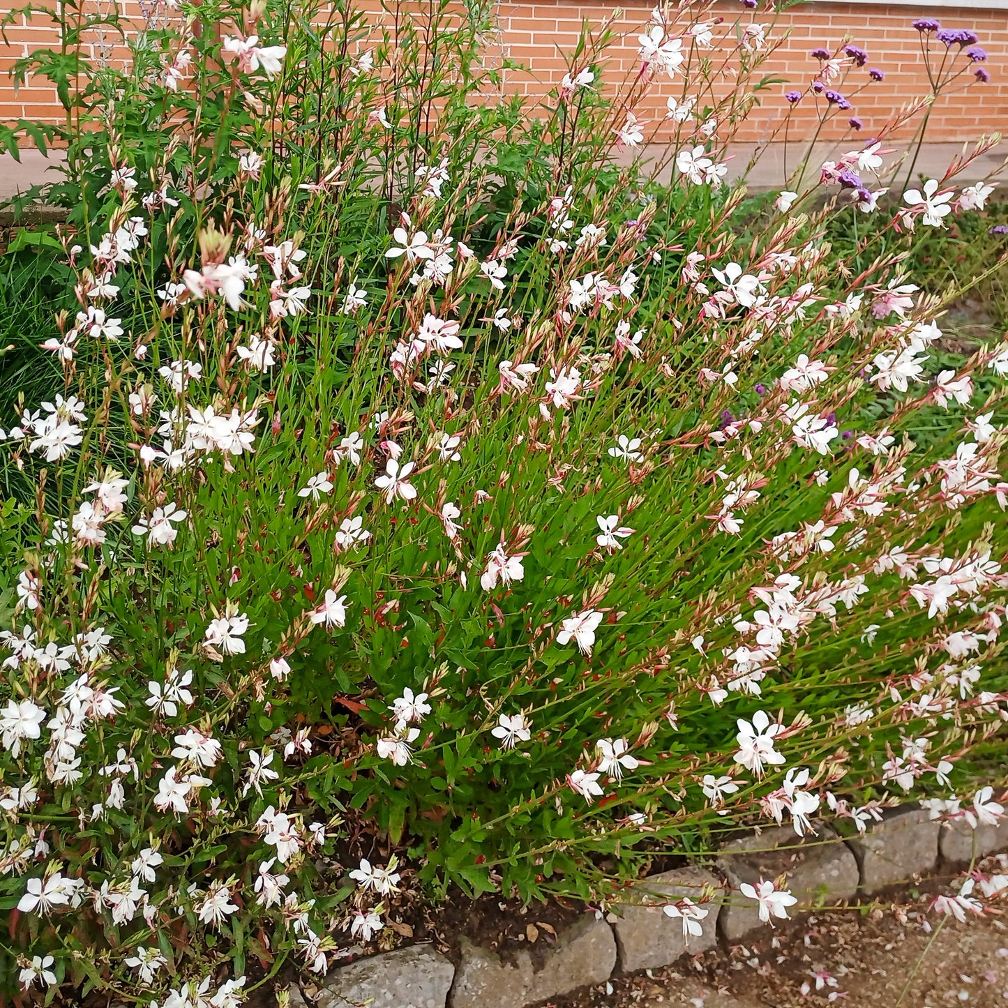 Gaura lindheimeri Whirling Butterflies