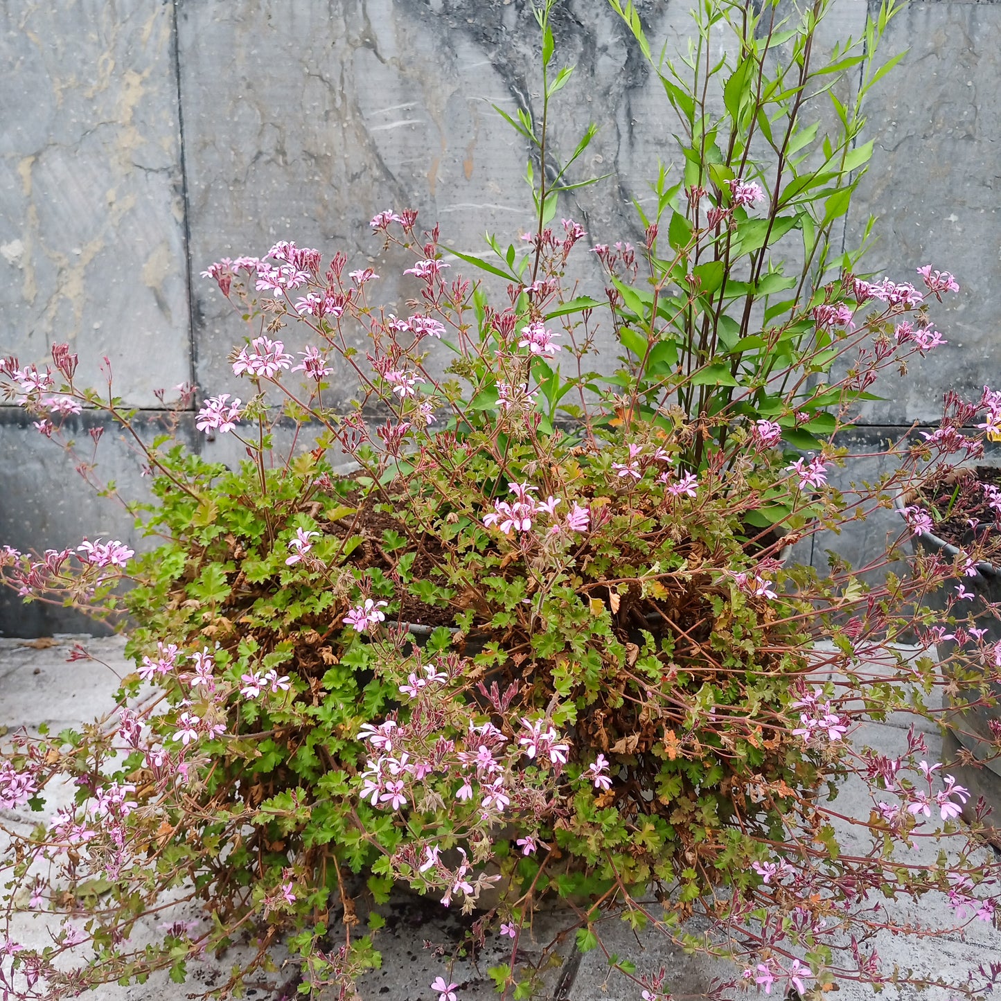 Geranium Pink Pinks