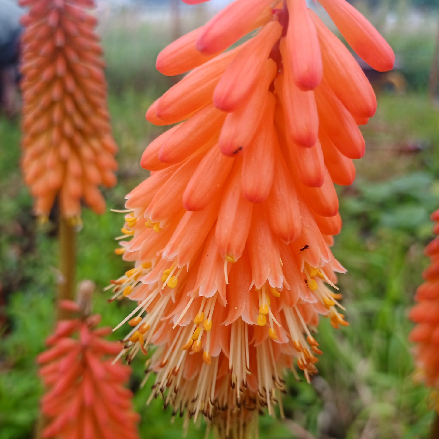 Kniphofia Alcázar