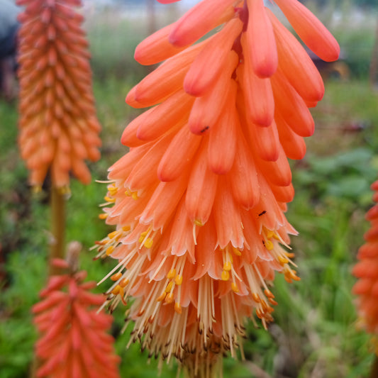 Kniphofia Alcázar