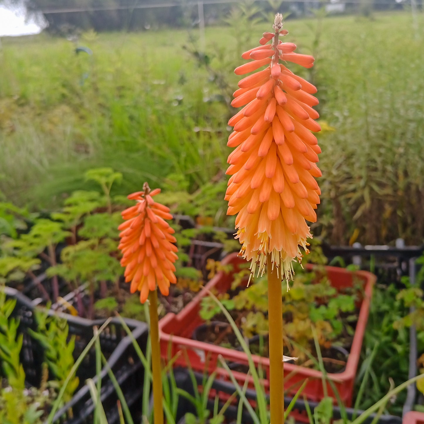 Kniphofia Alcázar