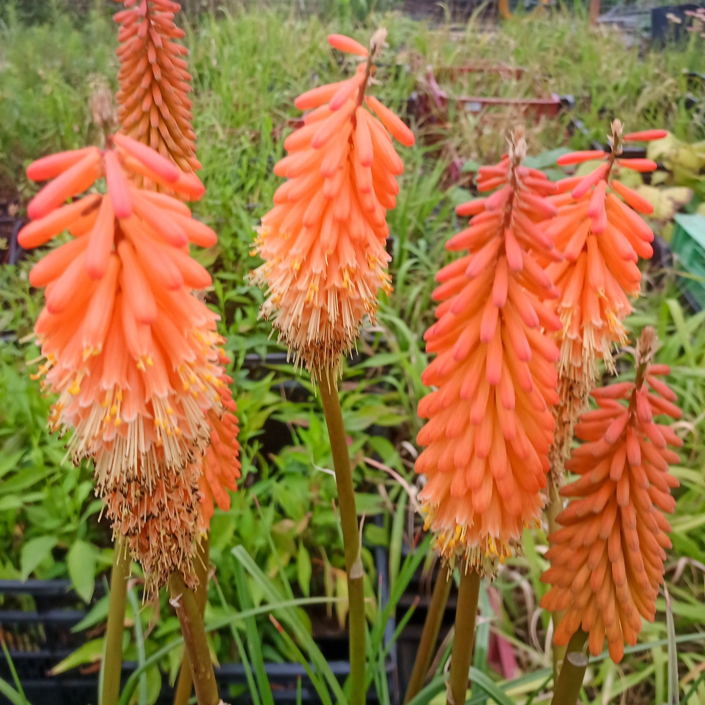 Kniphofia Alcázar