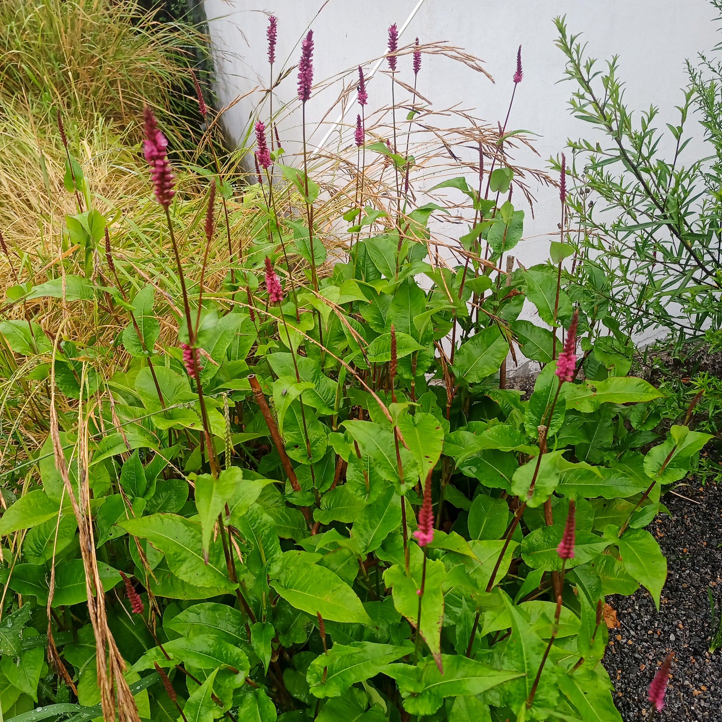 Persicaria amplexicaulis Fat Domino