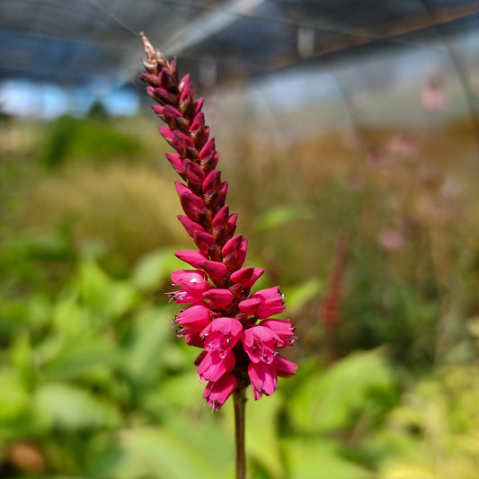 Persicaria amplexicaulis Fat Domino