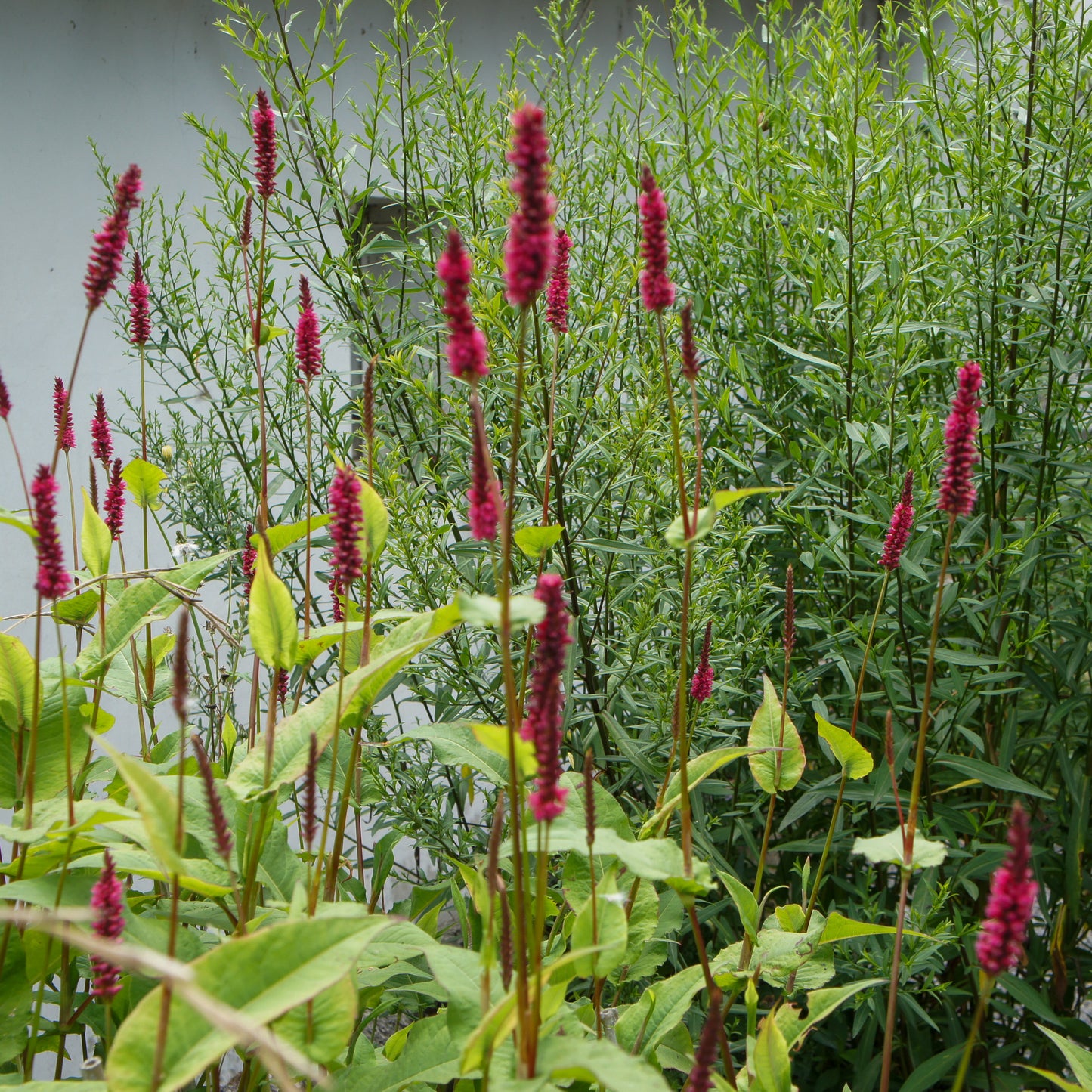 Persicaria amplexicaulis Fat Domino