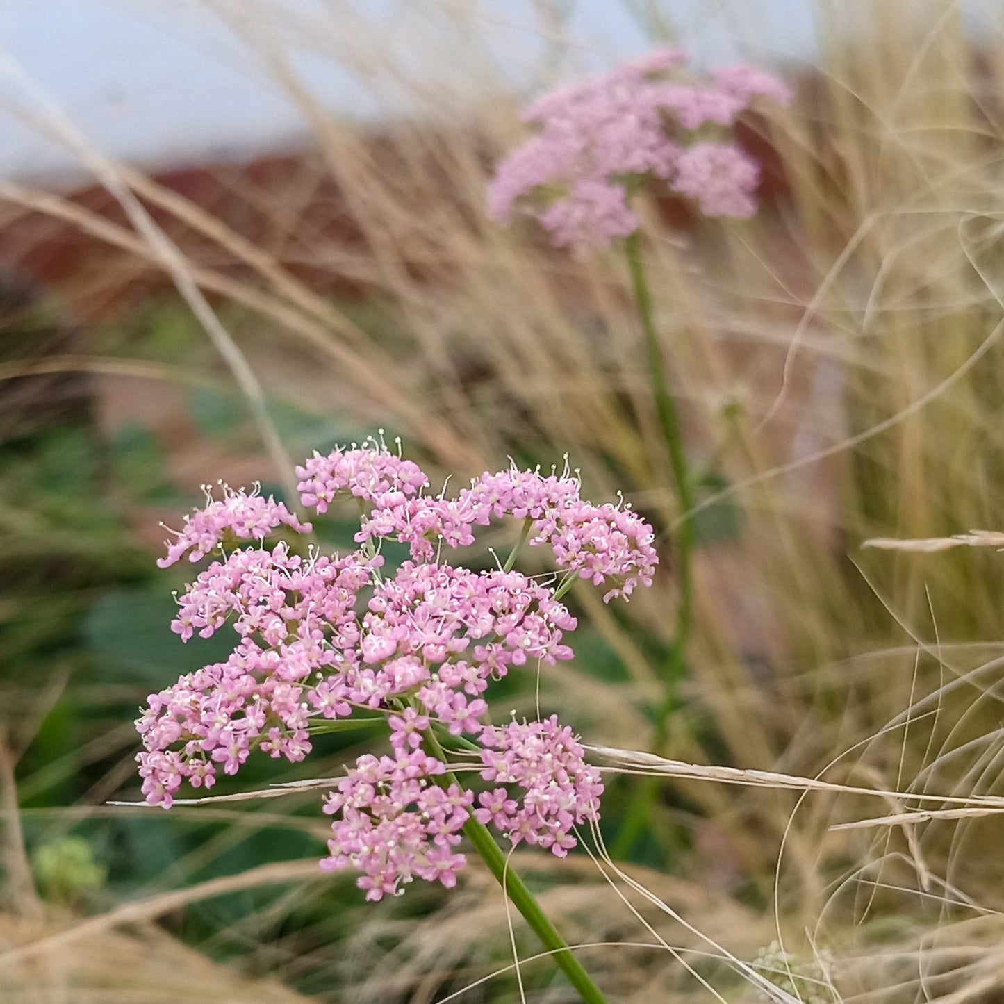 Pimpinella major Rosea