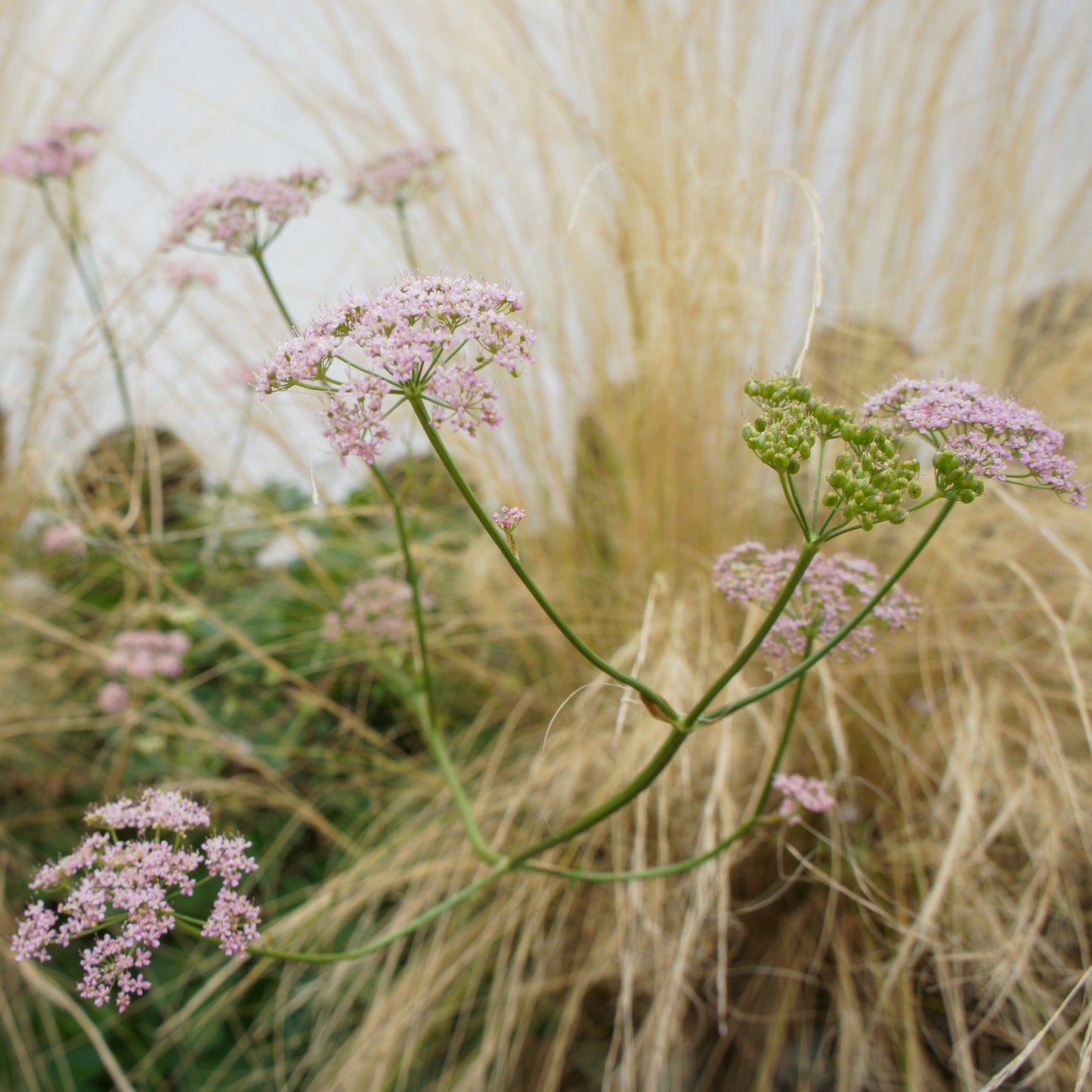 Pimpinella major Rosea
