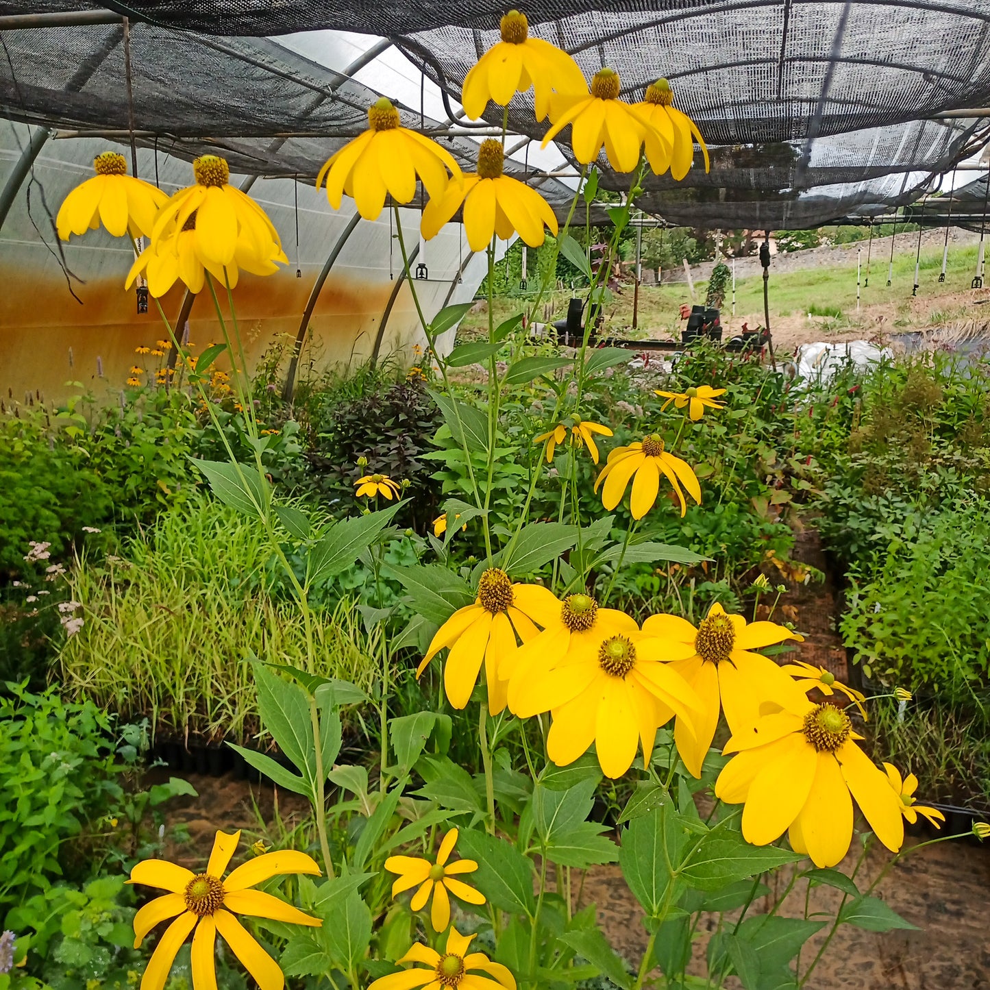 Rudbeckia nitida Herbestsonne