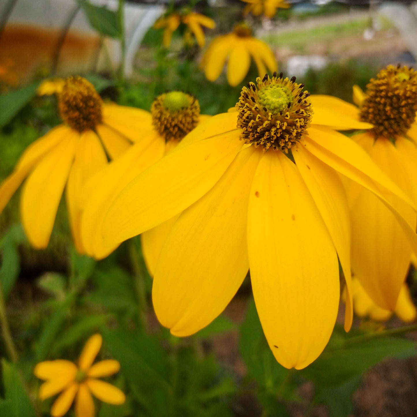 Rudbeckia nitida Herbestsonne
