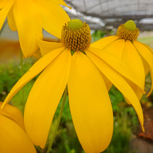Rudbeckia nitida Herbestsonne
