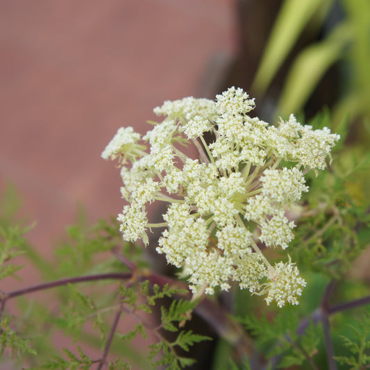 Selinum wallichianum