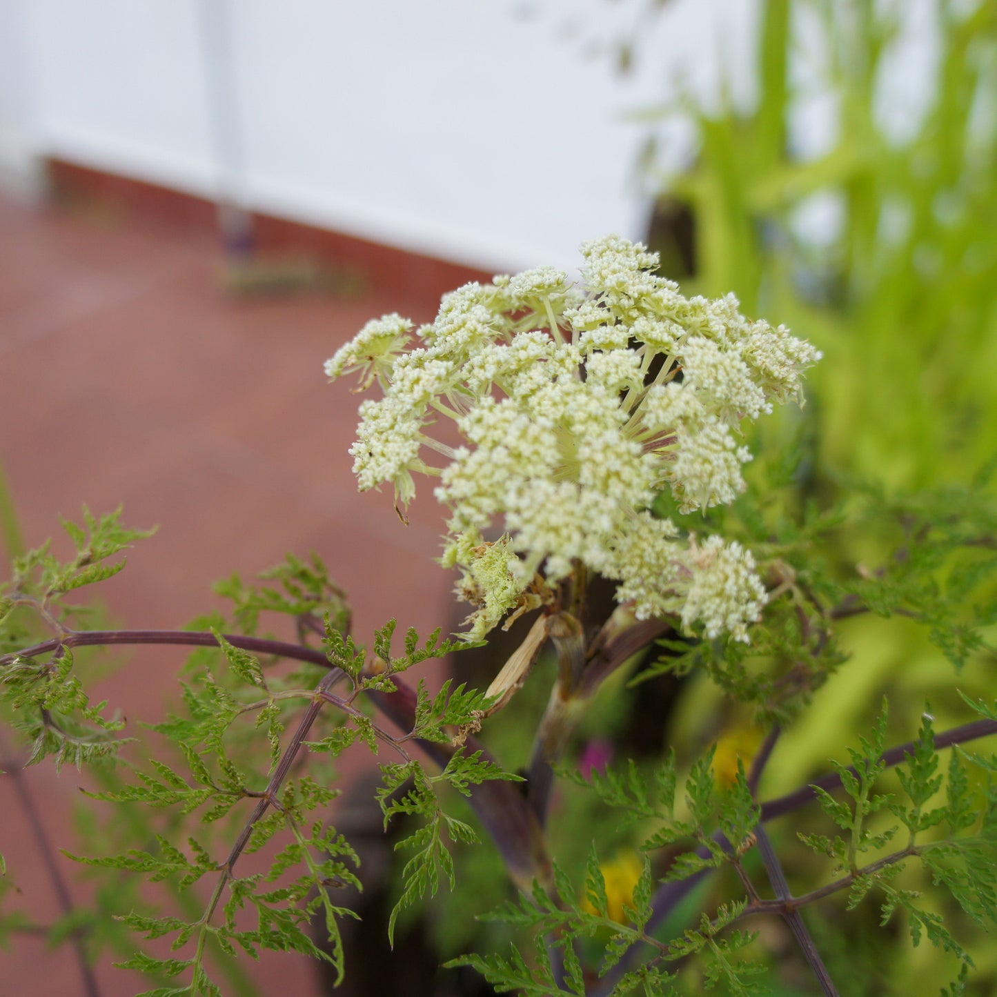Selinum wallichianum