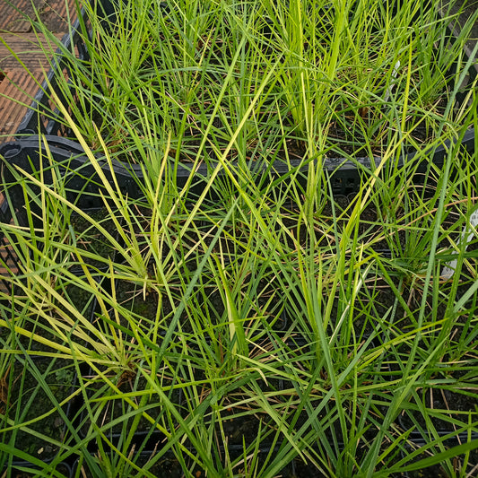 Sesleria automnalis