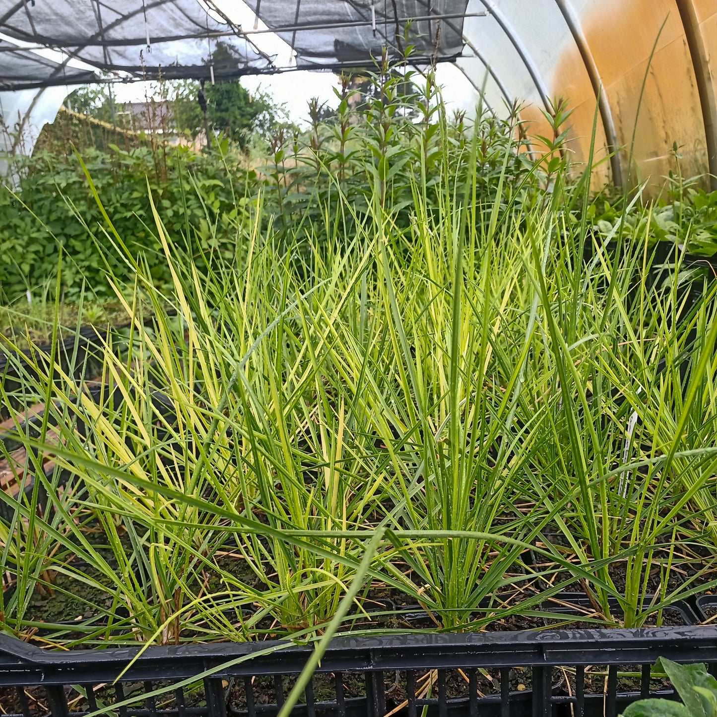 Sesleria automnalis