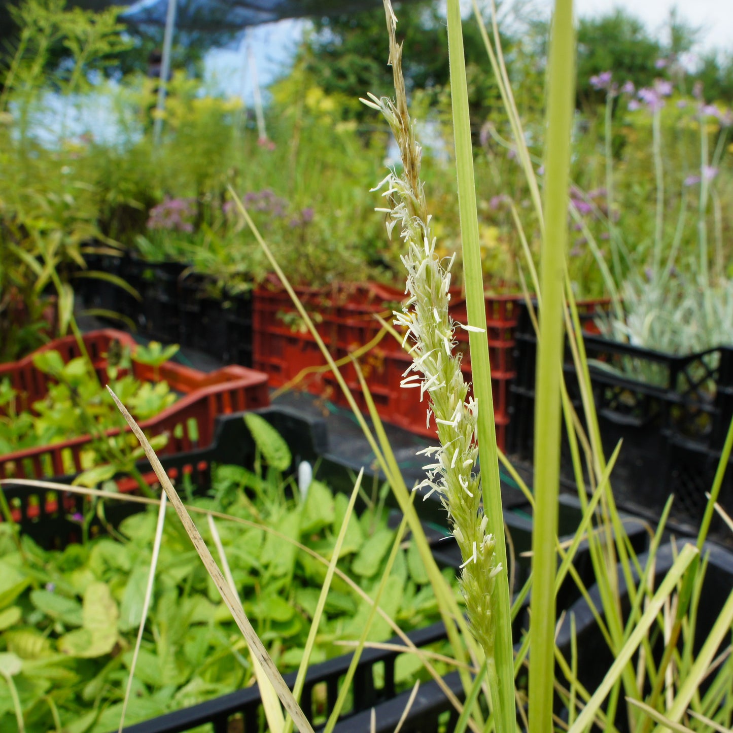 Sesleria automnalis