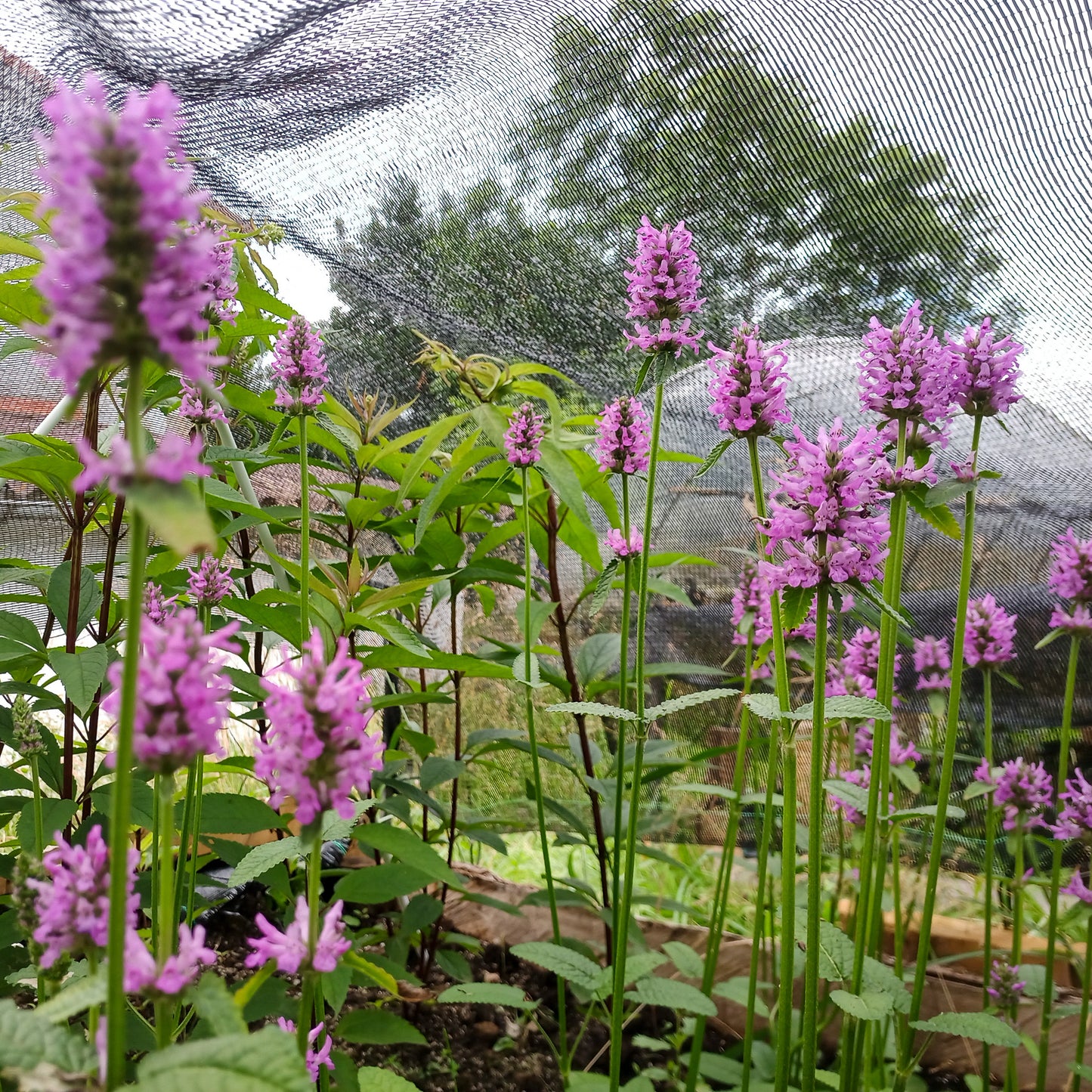 Stachys monieri Hummelo
