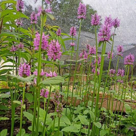 Stachys monieri Hummelo