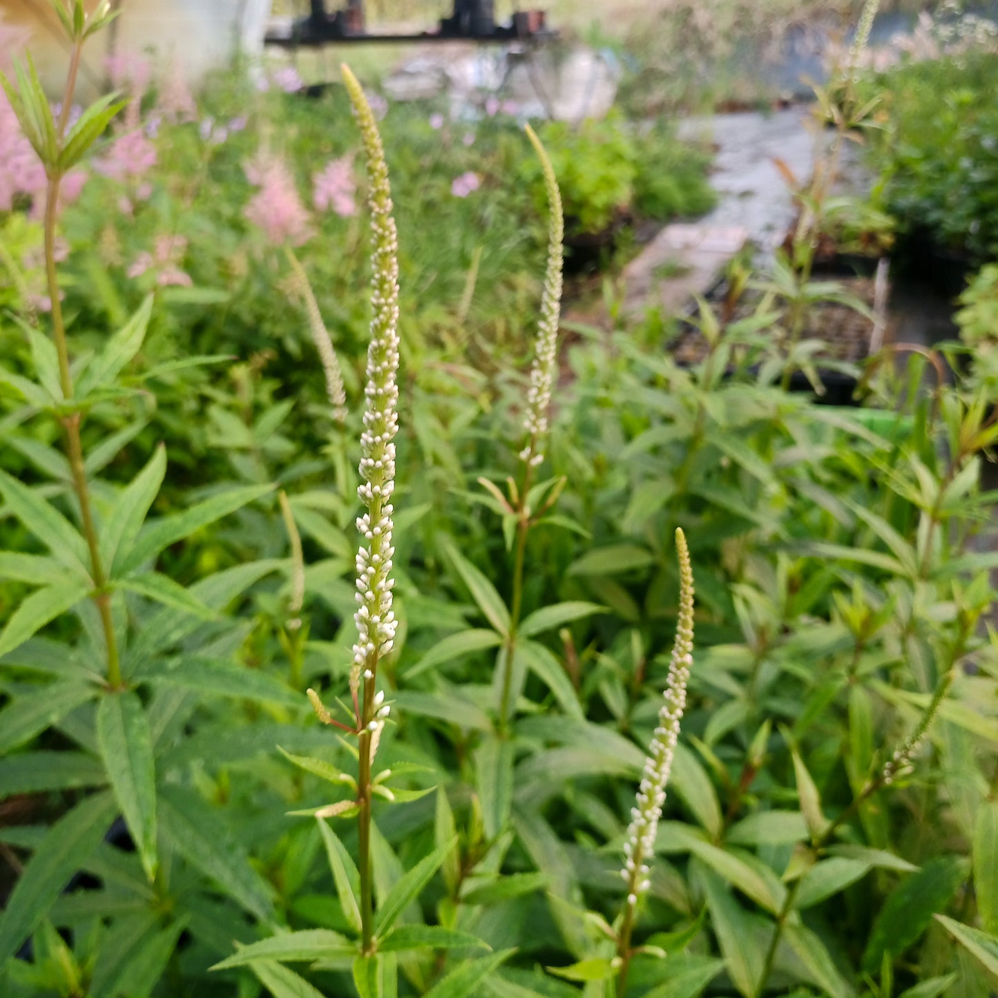 Veronicastrum virginicum album