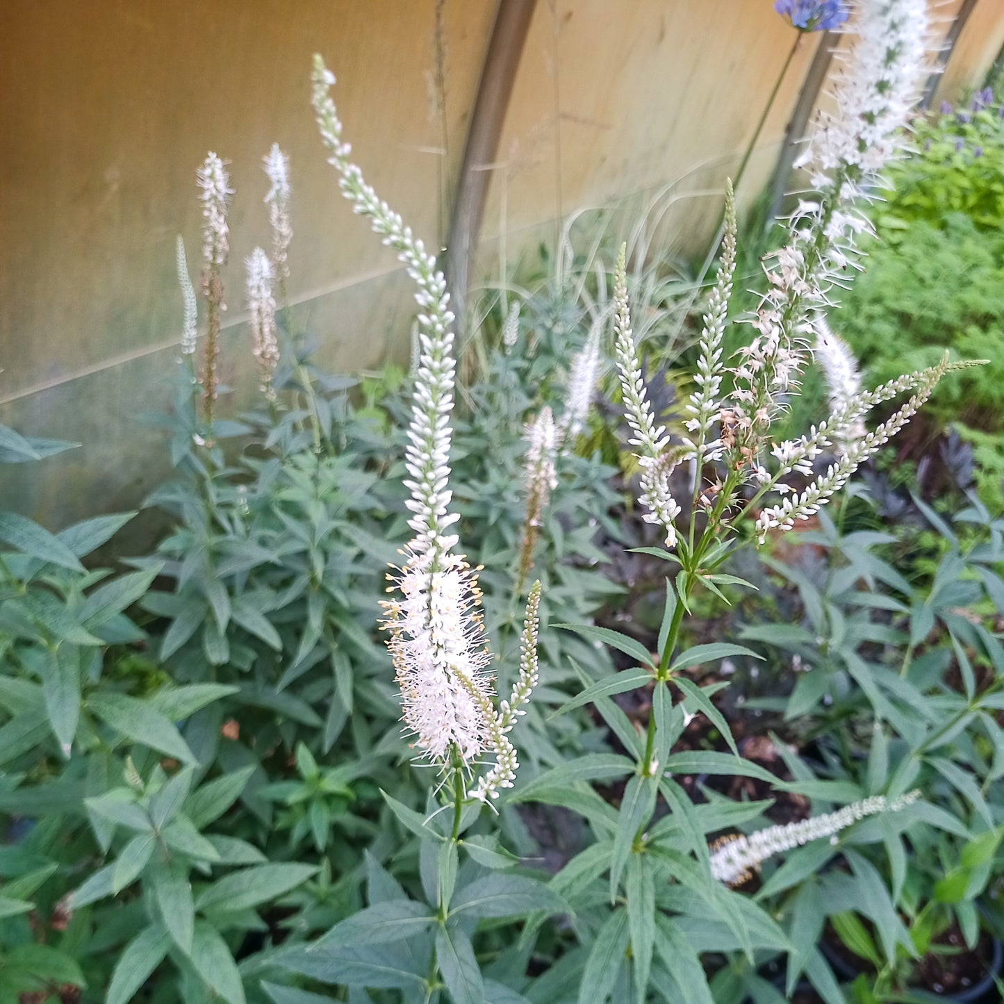 Veronicastrum virginicum album