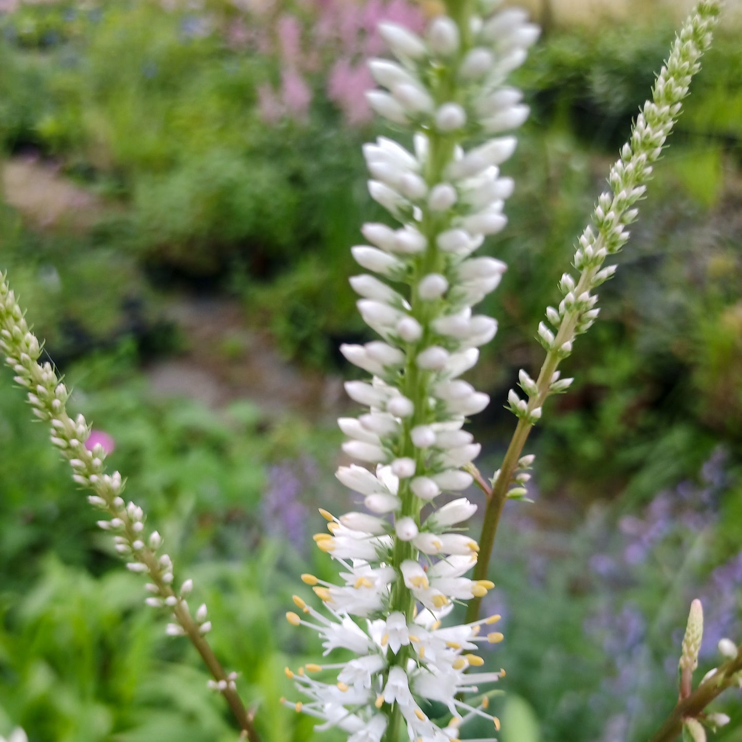 Veronicastrum virginicum album