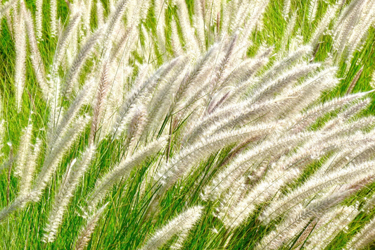 Plantas Gramíneas para Jardines Naturalistas