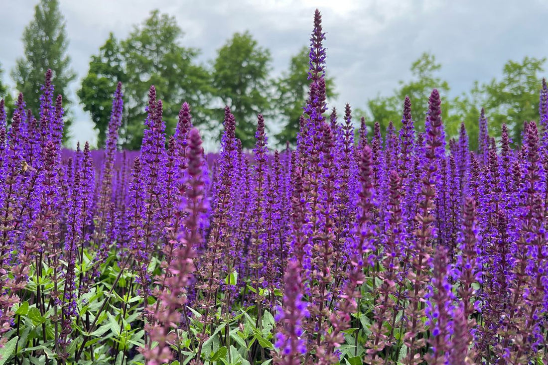 Las plantas vivaces como base estructural del jardín naturalista