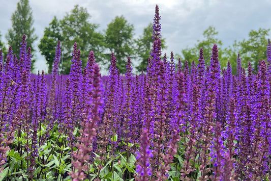 Las plantas vivaces como base estructural del jardín naturalista