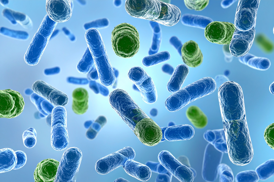 Bacterias del suelo vistas al microscopio, esenciales para la fertilidad y la salud de las plantas