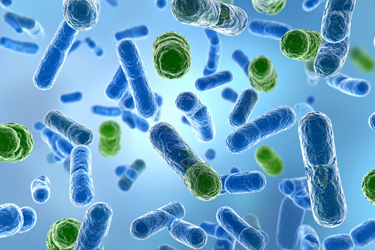 Bacterias del suelo vistas al microscopio, esenciales para la fertilidad y la salud de las plantas