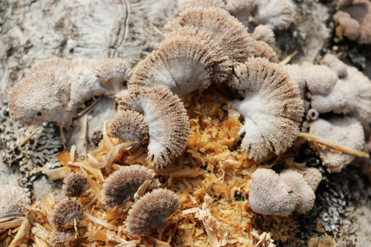 Los hongos del suelo: la red invisible que conecta, alimenta y protege las plantas