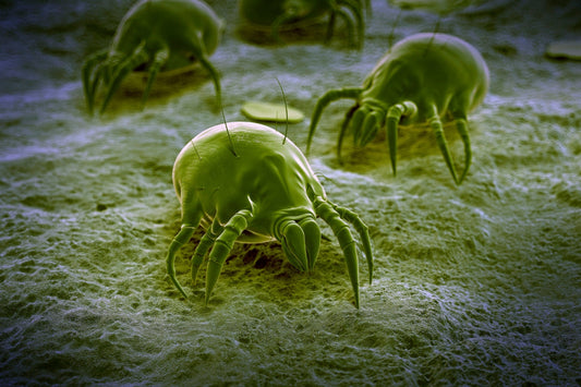 Cultivar con microbios: el suelo como un organismo vivo