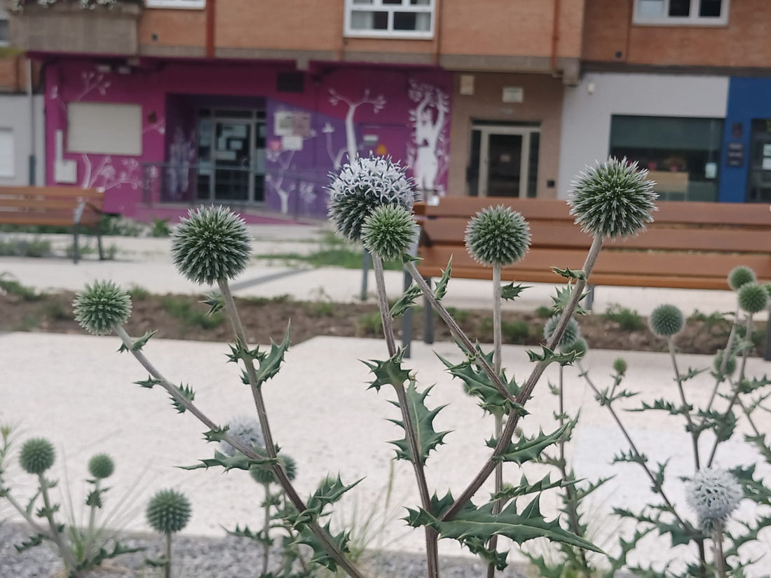 Echinops sphaerocephalus 'Arctic Glow': cultivo, floración y cuidados