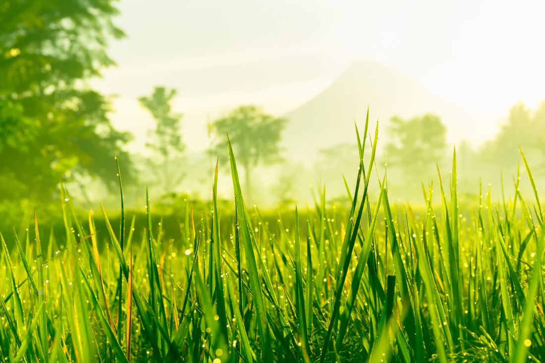 El ciclo del suelo: la red alimentaria invisible del jardín naturalista