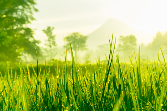 El ciclo del suelo: la red alimentaria invisible del jardín naturalista